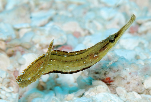 Pacific short-bodied pipefish (Choeroichthys brachysoma) — Syngnathidae — 4