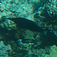 Gomphosus klunzingeri