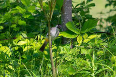 Pycnonotus aurigaster