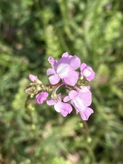 Nuttallanthus canadensis