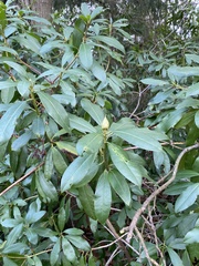 Rhododendron ponticum