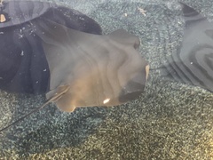 Rhinoptera