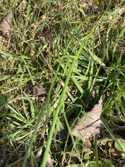 Nuttallanthus canadensis