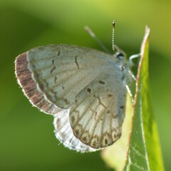 Celastrina