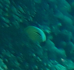 Chaetodon austriacus