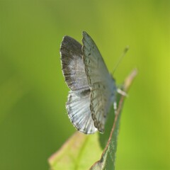 Celastrina