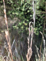 Festuca novae-zelandiae