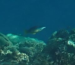 Gomphosus klunzingeri