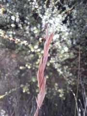 Festuca novae-zelandiae