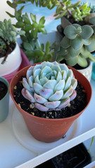 Echeveria elegans