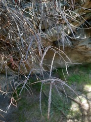 Parsonsia capsularis