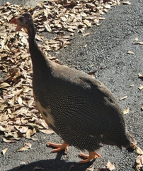 Numida meleagris domesticus