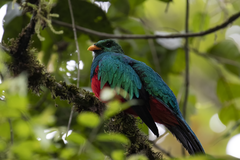 Pharomachrus auriceps