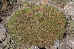 Acantholimon