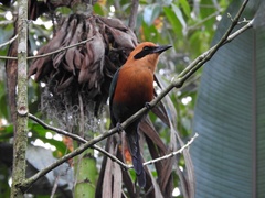 Electron platyrhynchum