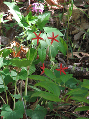Silene virginica