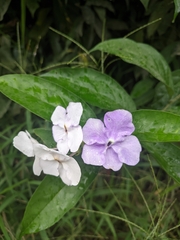 Brunfelsia grandiflora