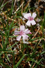 Acantholimon