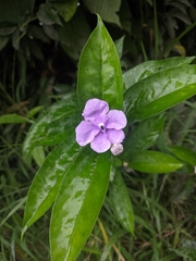 Brunfelsia grandiflora