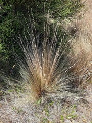 Festuca novae-zelandiae