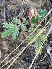 Potentilla pensylvanica