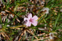 Acantholimon