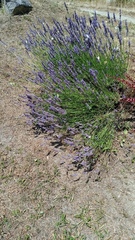 Lavandula × intermedia