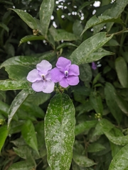 Brunfelsia grandiflora