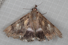 Achaea catella