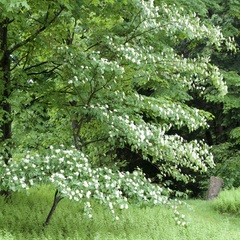 Cornus alternifolia