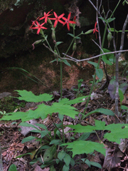 Silene virginica
