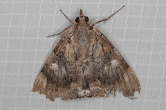 Achaea catella