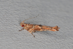 Anatrachyntis simplex