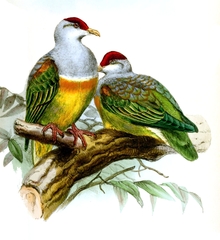 Wallace's Fruit Dove photo 3