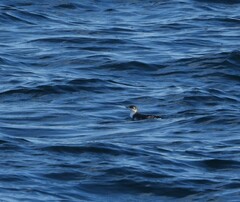 Synthliboramphus scrippsi