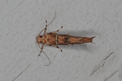 Anatrachyntis simplex