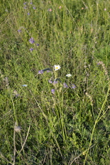 Salvia nutans
