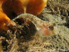 Blennius ocellaris