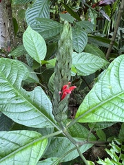 Pachystachys spicata