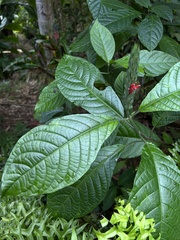 Pachystachys spicata