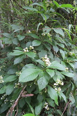 Eumachia microdon