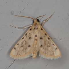 Calamoschoena stictalis