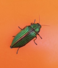 Buprestis aurulenta