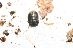 Legnotus limbosus