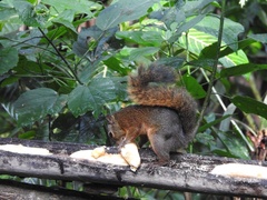 Sciurus
