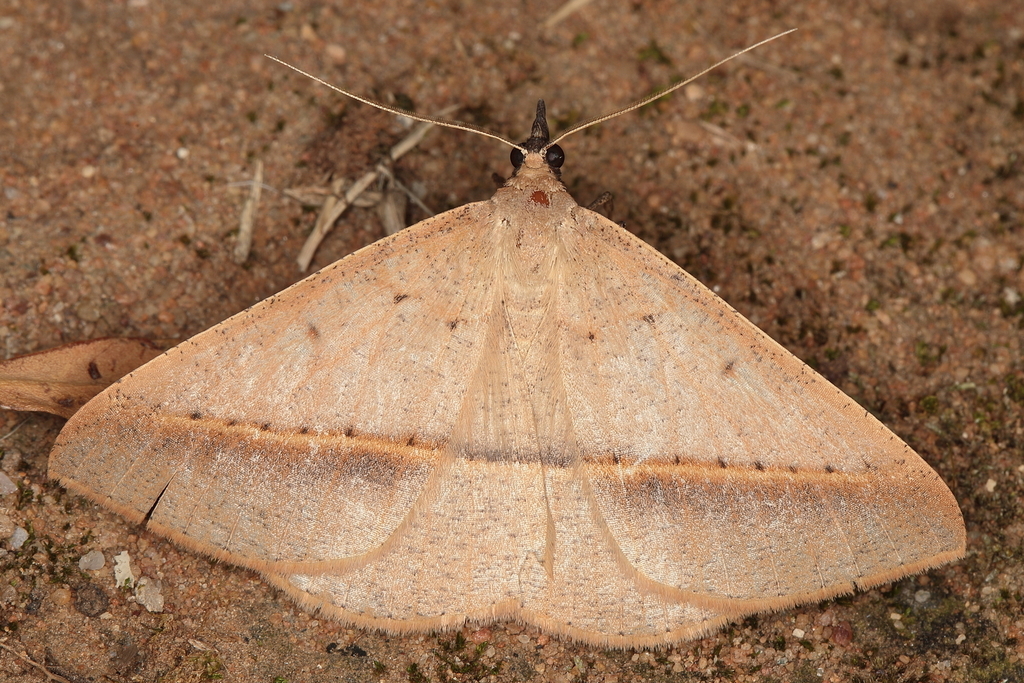Conolophia