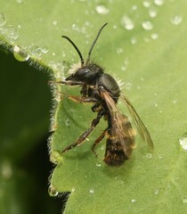 Osmia
