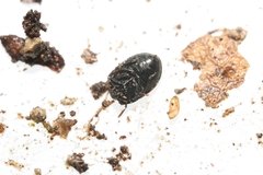 Legnotus limbosus