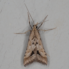 Diasemia monostigma