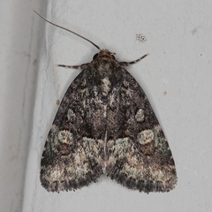 Euplexia augens